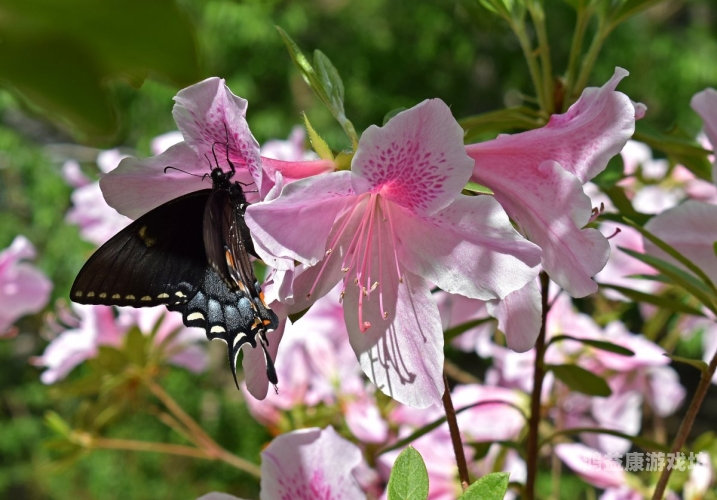 花蝴蝶高清免费看片大全——探索极致视觉盛宴的新境界桃花影院电视剧在线播放
