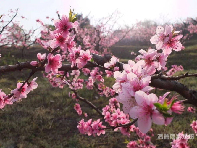 揭秘桃花视频，成人无码内容背后的真相桃花视频成人无码在线观看