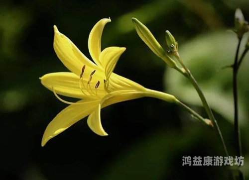 忘忧草成人影视在线播放忘忧草成人影视在线播放，探索网络视频新世界