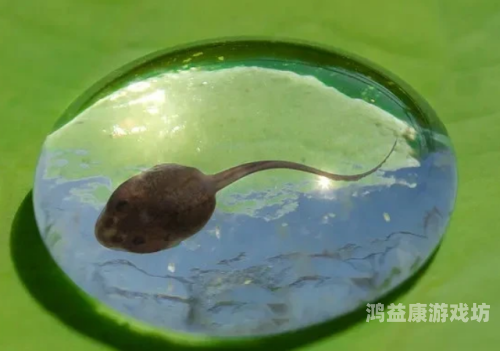 91popny蝌蚪首页91popny蝌蚪首页，引领潮流，探索数字时代新动态