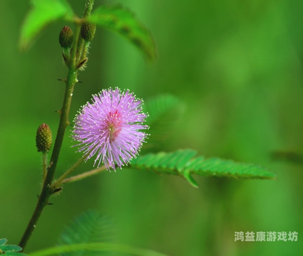 含羞草的AAAAA成人含羞草的成人之秘，探索神秘领域